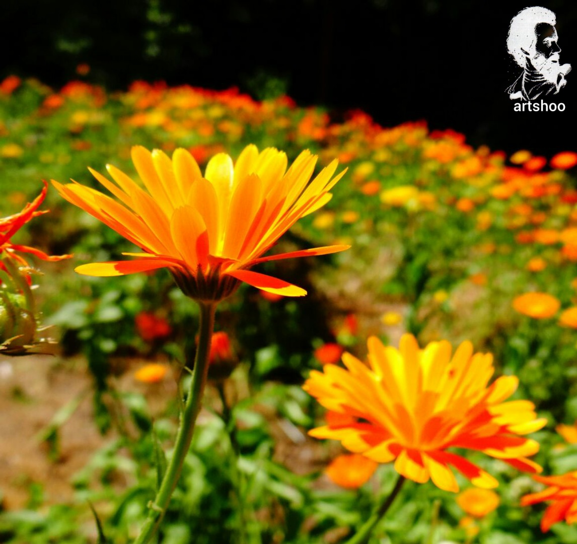 گل اورژینال رنگ روغن